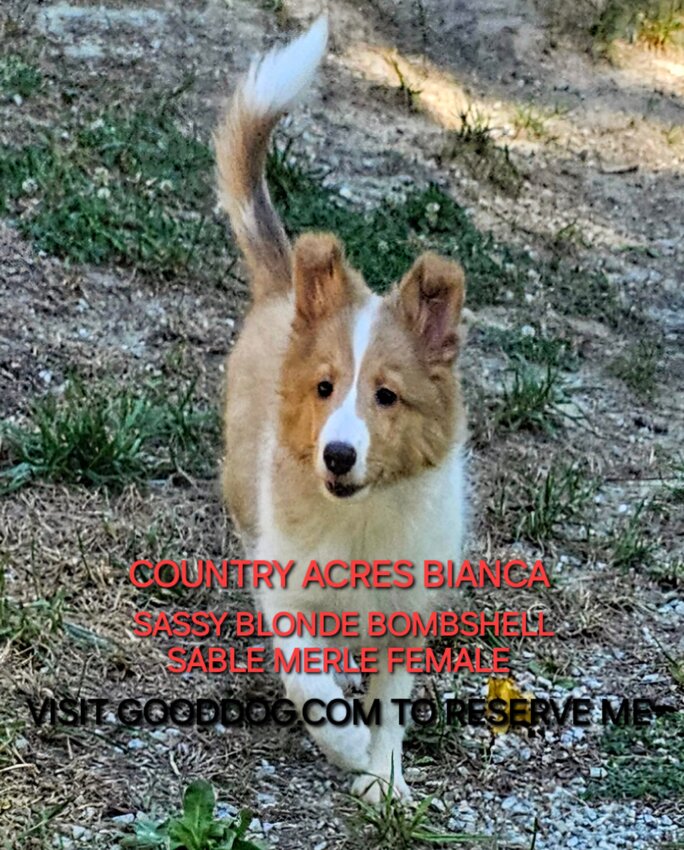 Shetland Sheepdog, Female