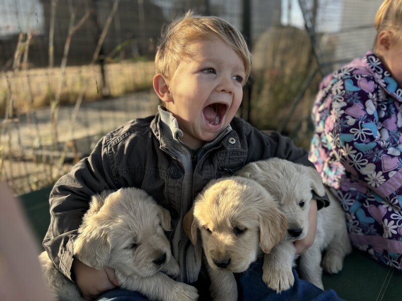 Golden Retriever, Female