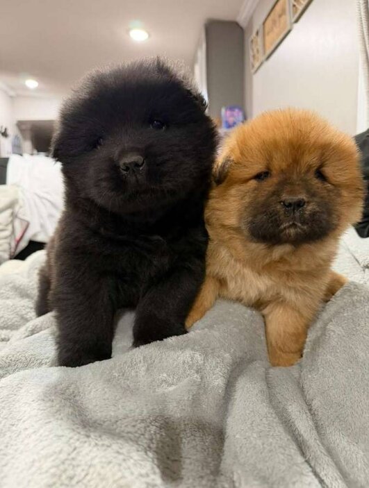 Chow Chow, Male