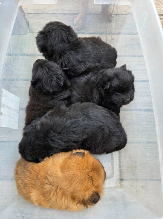Chow Chow, Male