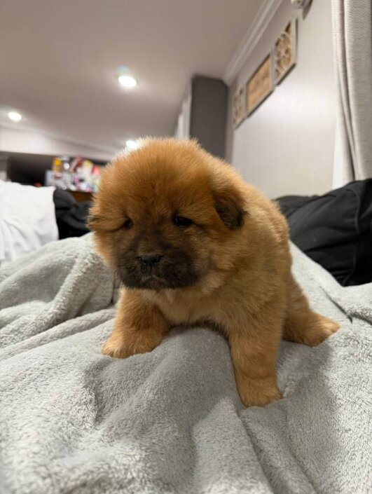 Chow Chow, Male