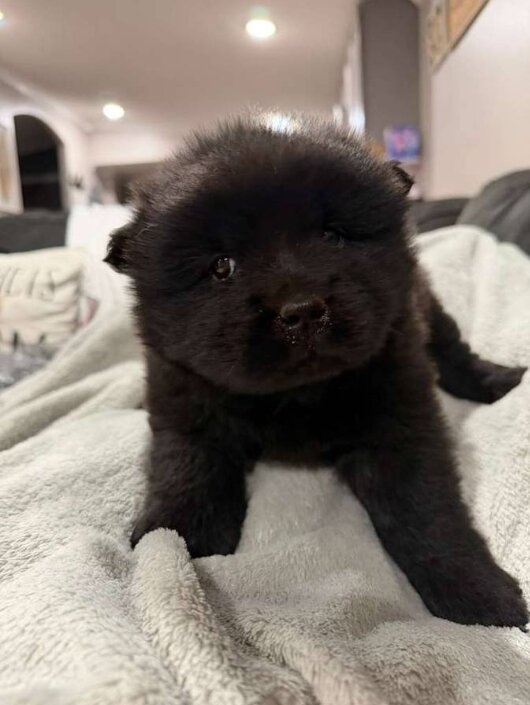 Chow Chow, Male