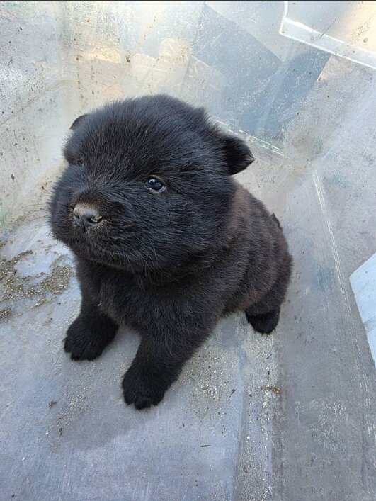 Chow Chow, Male