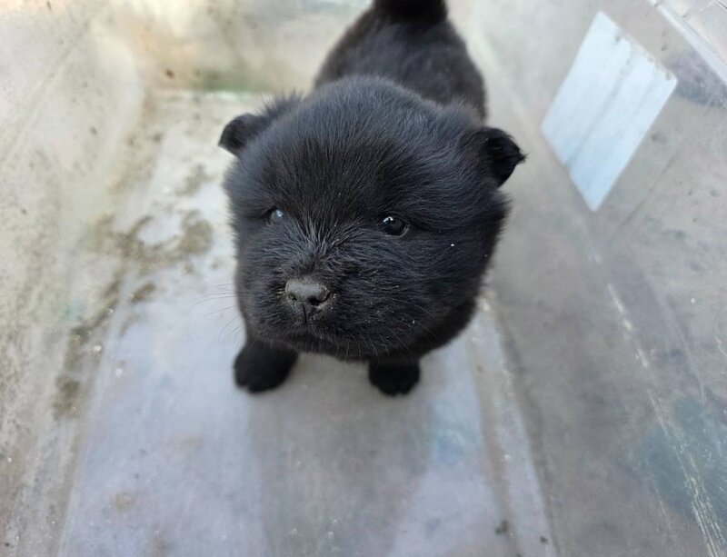 Chow Chow, Male