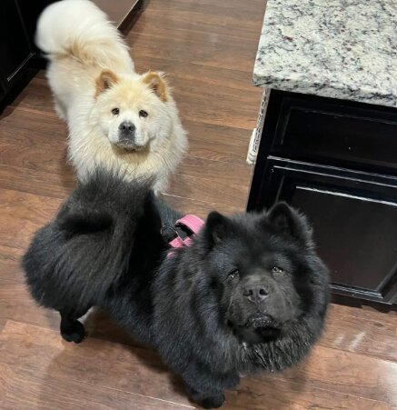 Chow Chow, Male