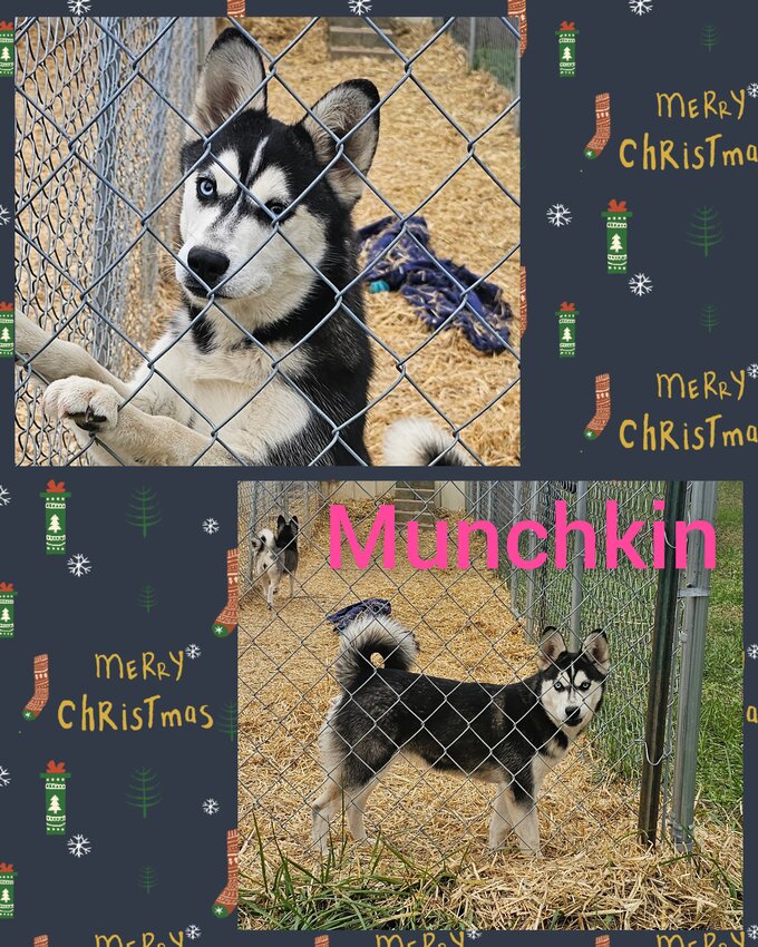 Alaskan Klee Kai, Female