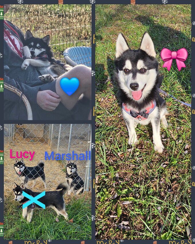 Alaskan Klee Kai, Male